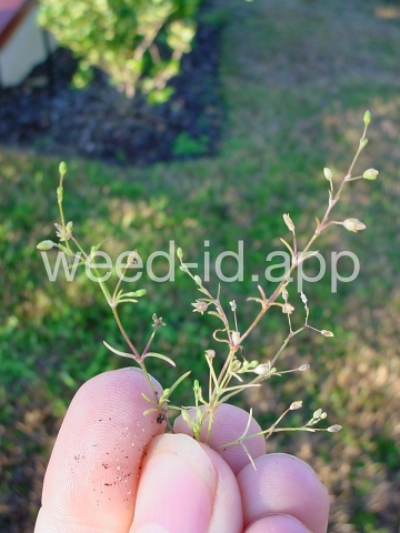pearlwort, birdseye